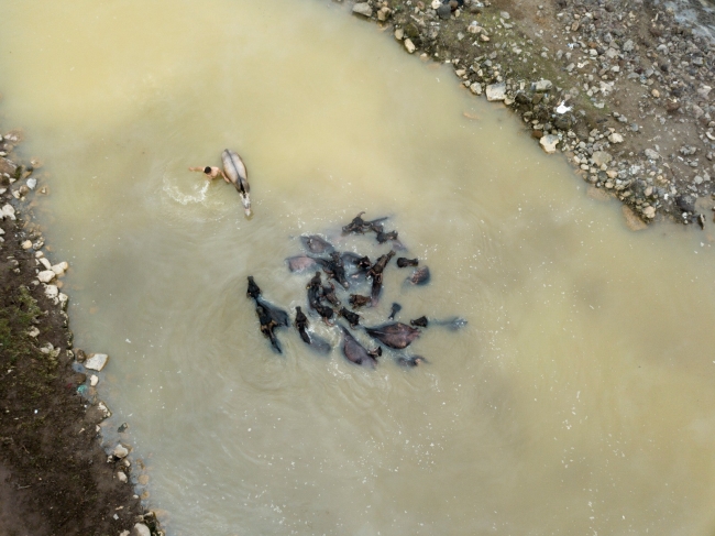 Budaklı kaplıcasında, yazın turistler, kışın manda ve atlar keyif yapıyor
